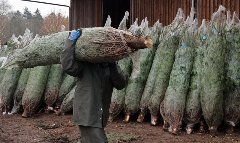 Bizarre Bürokratie: Der Weihnachtsbaum als Objekt der Besteuerung