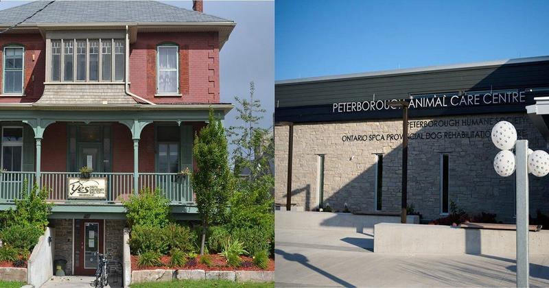 Library makes it easy to help YES and the humane society this Christmas season