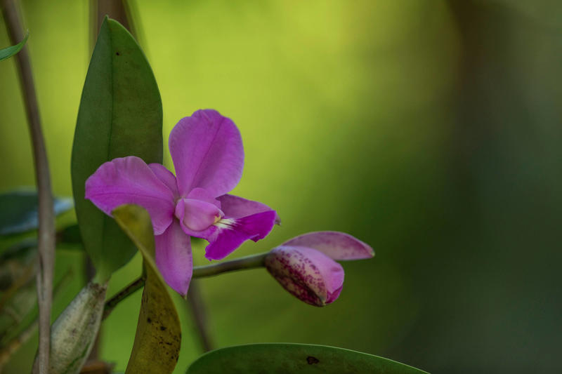 Como cuidar da orquídea Cattleya