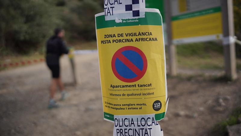 Il focolaio di peste suina africana che fa tremare la Spagna. “Virus uscito da un laboratorio, simile al ceppo Georgia 2007” Il focolaio di peste suina africana che fa tremare la Spagna. “Virus uscito da un laboratorio, simile al ceppo Georgia 2007”