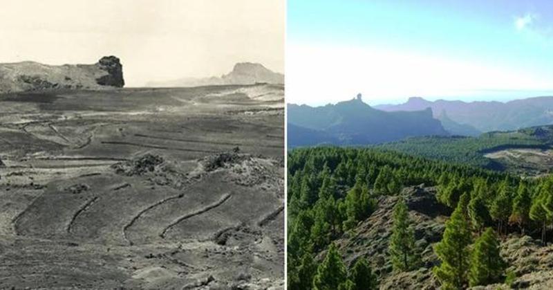 El milagro de los 14 millones de pinos en Gran Canaria
