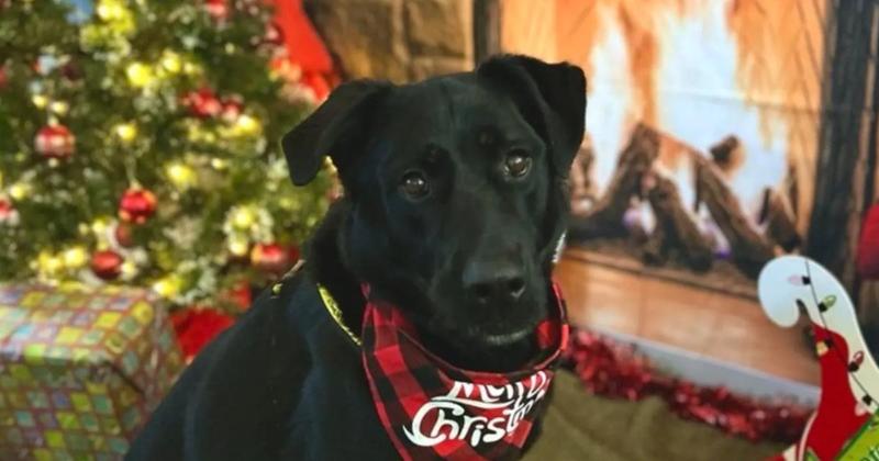 'Big-hearted boy' looking for loving new home