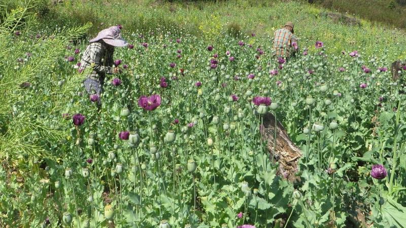 Opinion: How Myanmar Became Global Crime Capital