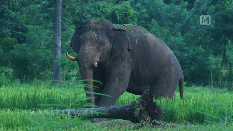 ഒരാളെ കൊന്നാല്‍ അഞ്ച് ദിവസത്തേയ്ക്ക് ആന ആഹാരം കഴിക്കില്ല | വനപര്‍വ്വം 9