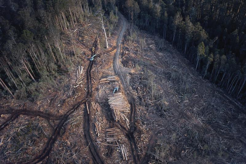 Australia has new laws to protect nature. Do they signal an end to native forest logging?