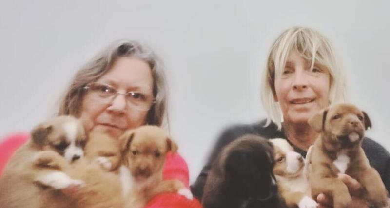 «Quel sacco si muove»: Livorno, la storia dei sei cuccioli lasciati in via Mastacchi «Quel sacco si muove»: Livorno, la storia dei sei cuccioli lasciati in via Mastacchi