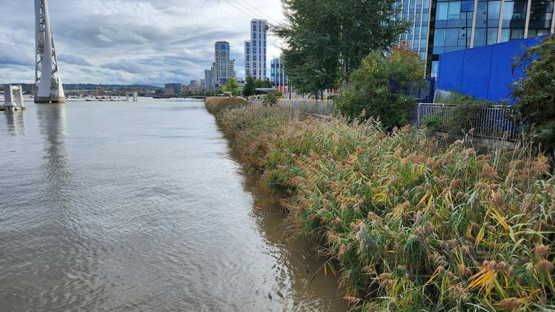 From concrete walls to living edges, here’s how riverside habitats are being restored along the Thames