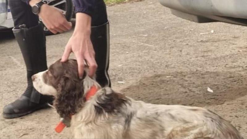 Cane gettato dall’auto sulla Romea: è caccia al feroce padrone