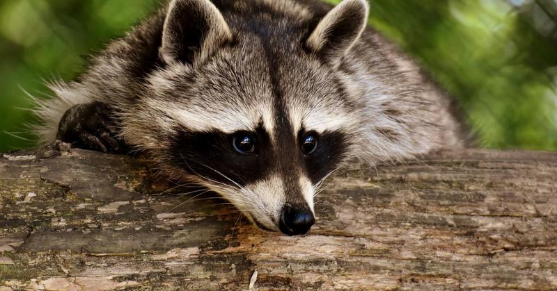 Why Do We Love the Drunken Raccoon?