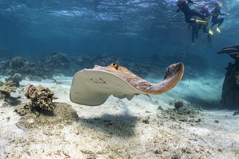 What do stingrays actually eat? New study reveals some only prefer a single type of prawn