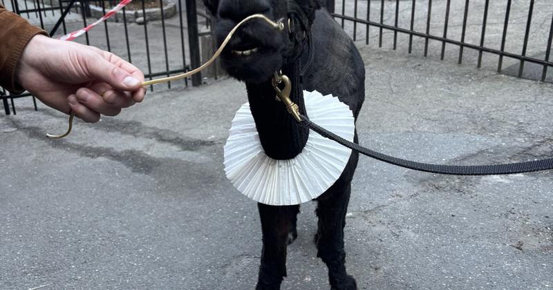 Fez, pipekrage, javel, javel, javel. Fez, pipekrage, javel, javel, javel.