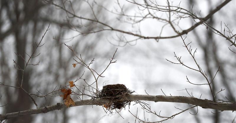 Letter: Noise pollution is bad for wildlife Letter: Noise pollution is bad for wildlife