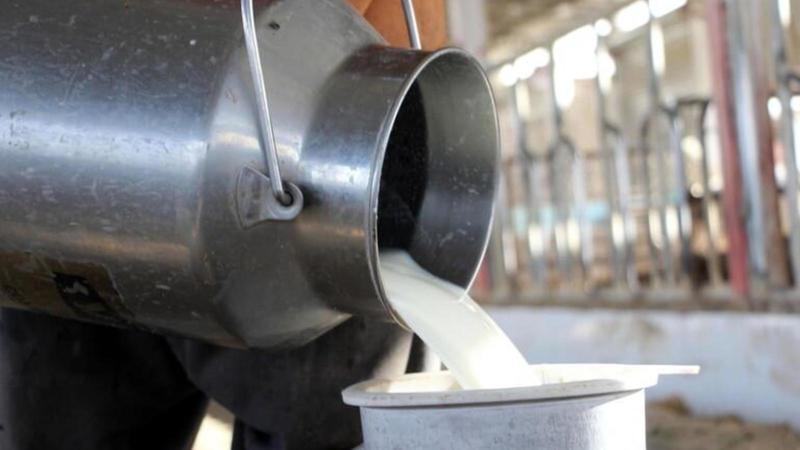 Latte, il crollo dei prezzi è indigesto: “Così si danneggia tutta la filiera” Latte, il crollo dei prezzi è indigesto: “Così si danneggia tutta la filiera”