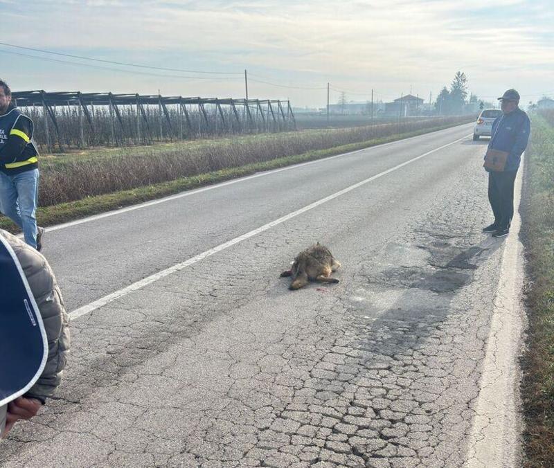 Lupo investito a Poggio Renatico. Polemica sul declassamento Lupo investito a Poggio Renatico. Polemica sul declassamento