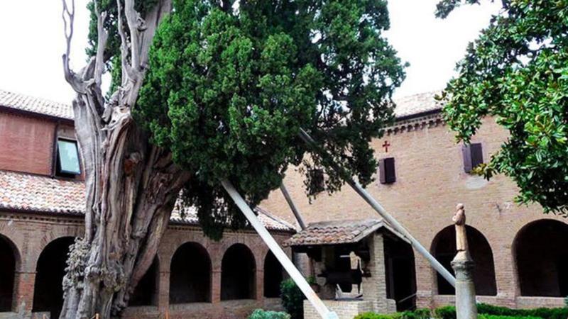 Il cipresso di 800 anni e i suoi fratelli, scoperti altri 9 alberi monumentali
