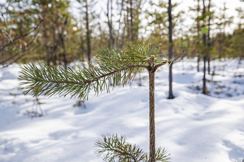 Erä | Lukijalta: Yhteisesti sovitusta hirvikannasta täytyy pitää kiinni