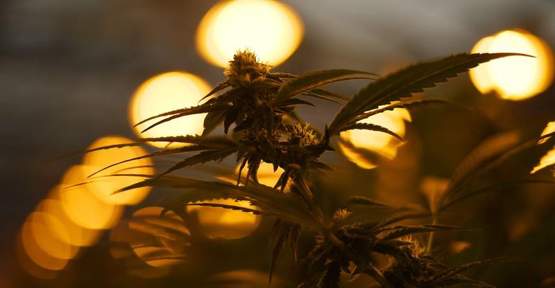 Chinese Organized Crime and the US Cannabis Market