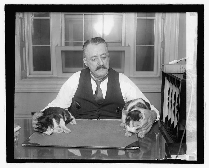 ¿Quién mató al gato de Schrödinger? ¿Quién mató al gato de Schrödinger?