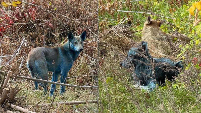 La verità sui cani blu di Chernobyl: non è colpa delle radiazioni, ma di una brutta e disgustosa abitudine La verità sui cani blu di Chernobyl: non è colpa delle radiazioni, ma di una brutta e disgustosa abitudine