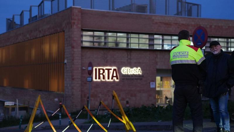 ¿Pudo el virus de la peste porcina escaparse de un laboratorio? 4 indicios científicos para entender qué sabemos de esta hipótesis