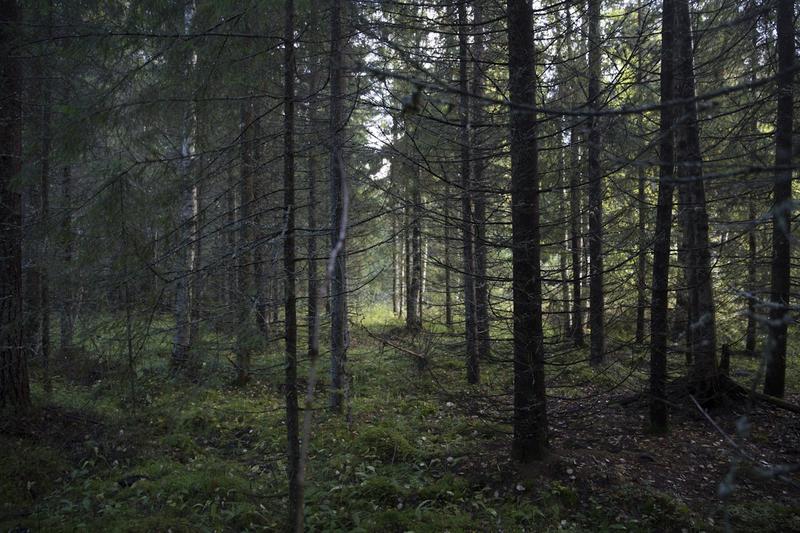 Metsä | Suojelua se on, vaikka harmaa paketointi hämää