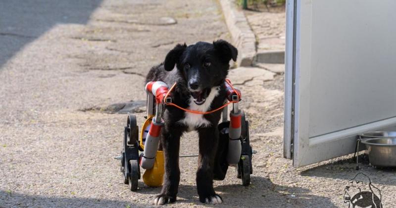 The perfect gift for Christmas? A long-distance dog and a whole lot of love The perfect gift for Christmas? A long-distance dog and a whole lot of love