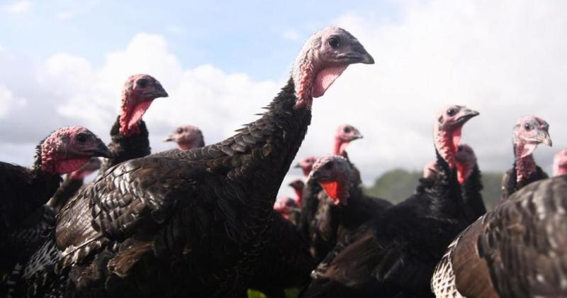 All poultry to be culled after Norfolk bird flu outbreak hits 'large flock' All poultry to be culled after Norfolk bird flu outbreak hits 'large flock'