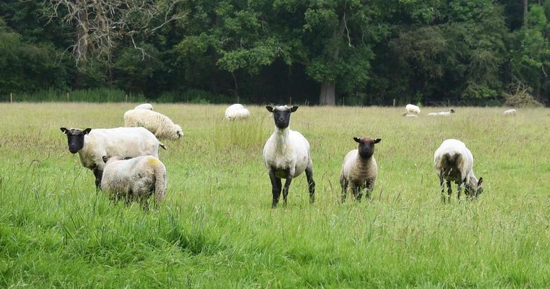 Tougher new laws will crack down on dog owners whose pets attack farm animals Tougher new laws will crack down on dog owners whose pets attack farm animals