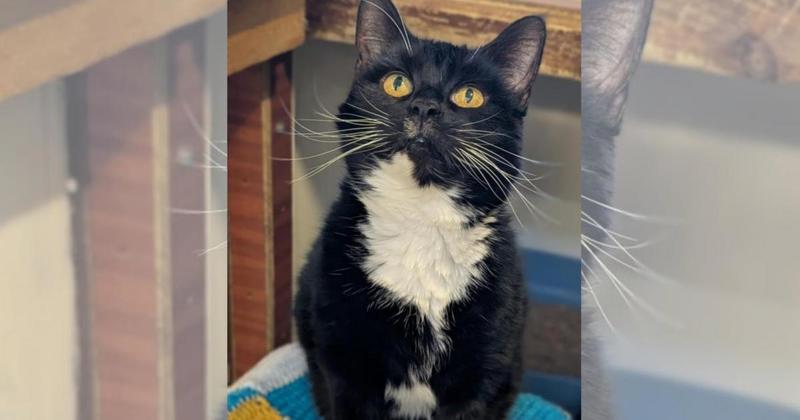 Cat found under a bush still searching for forever home after 300 days Cat found under a bush still searching for forever home after 300 days