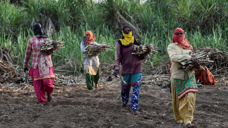 Opinion | India’s Living Wealth: Why The Future Of Farming Begins Beneath Our Feet Opinion | India’s Living Wealth: Why The Future Of Farming Begins Beneath Our Feet