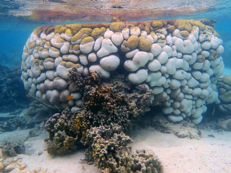 We watched these coral colonies succumb to black band disease. 6 months later, 75% were dead