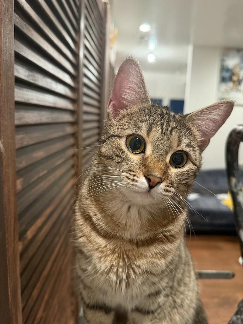 In God We Trust: KANAANI Breed Is Being Reborn in the United States