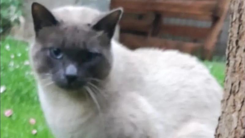 Orzivecchi, ladri in chiesa: il gatto del parroco fa scattare l’allarme e li mette in fuga Orzivecchi, ladri in chiesa: il gatto del parroco fa scattare l’allarme e li mette in fuga