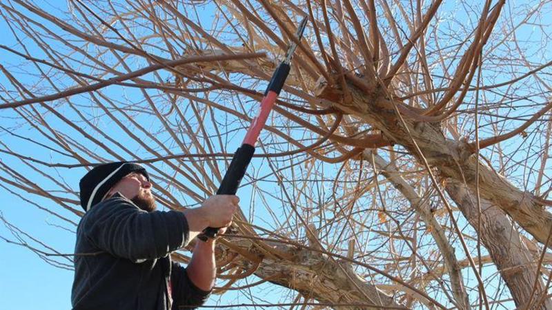 Nerviano, a rischio i gelsi storici. E’ polemica dopo l’abbattimento di un esemplare malato in piazza Crivelli Nerviano, a rischio i gelsi storici. E’ polemica dopo l’abbattimento di un esemplare malato in piazza Crivelli