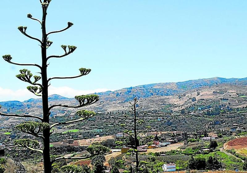Pino Santo Alto sigue en la carrera