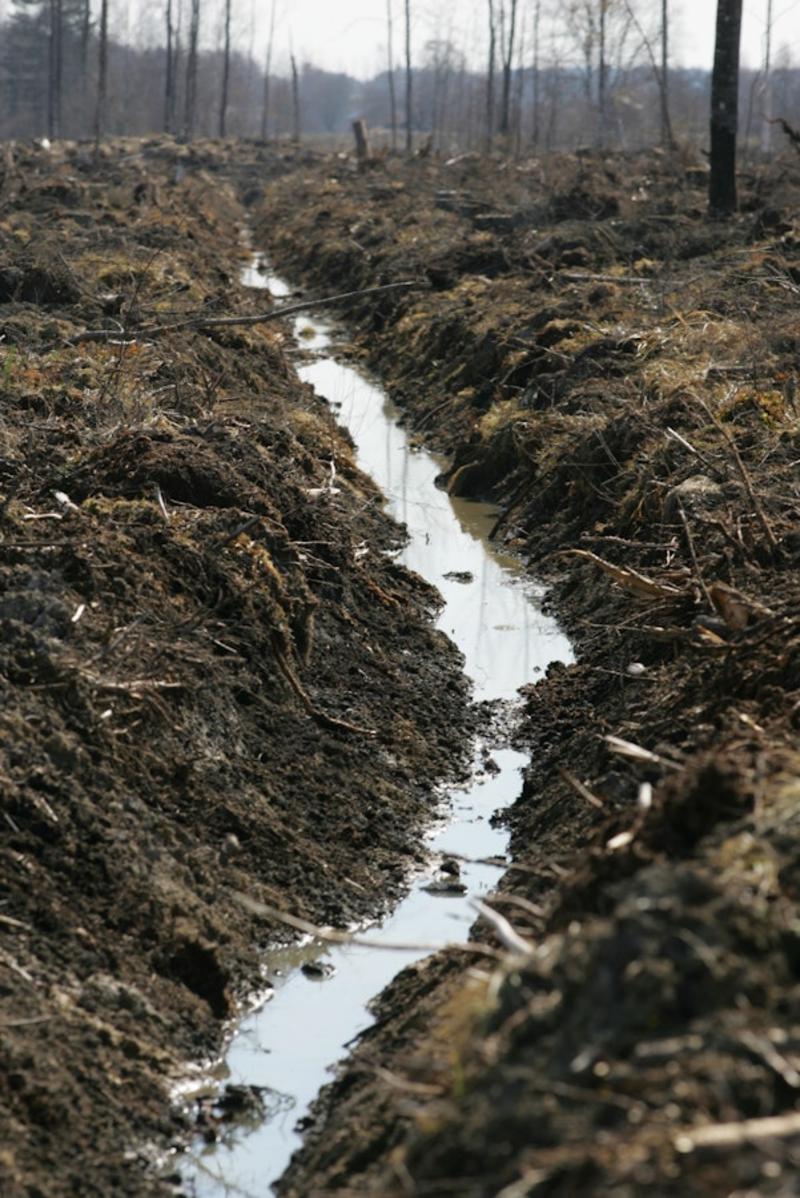 Ympäristö | Tuhansien sameiden järvien maa – metsäojitusten haitat on saatava kuriin