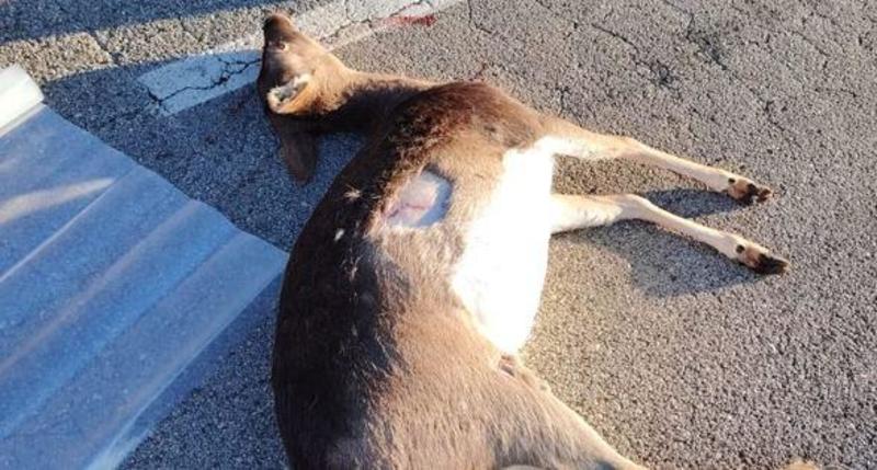 Daino attraversa la strada a Lido Nazioni, motociclista travolto e ferito Daino attraversa la strada a Lido Nazioni, motociclista travolto e ferito