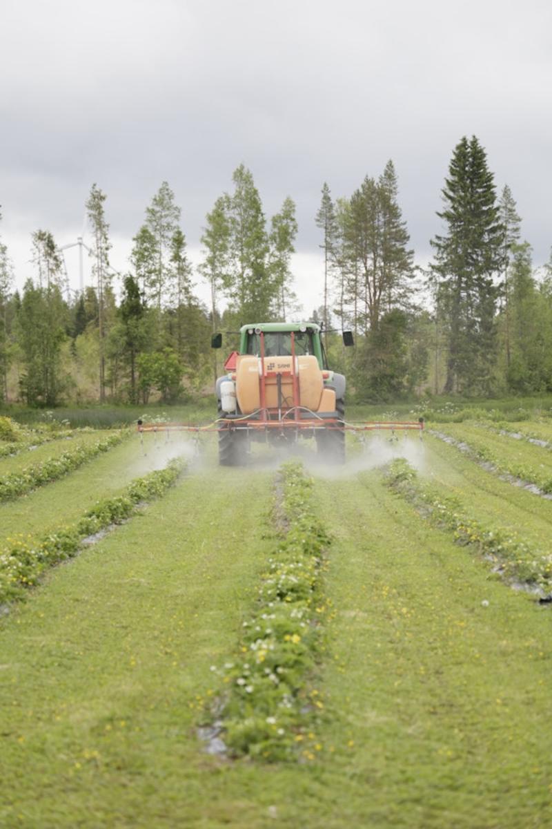 Politiikka | Lukijalta: Kasvinsuojeluaineiden lupamenettelyllä varmistetaan turvallisuus ihmisille ja ympäristölle