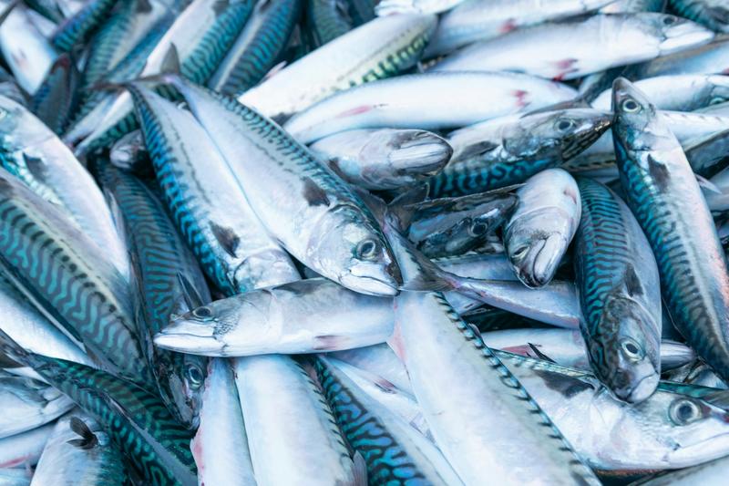 À qui appartiennent les poissons ? L’épineuse question de la répartition des quotas de pêche européens À qui appartiennent les poissons ? L’épineuse question de la répartition des quotas de pêche européens