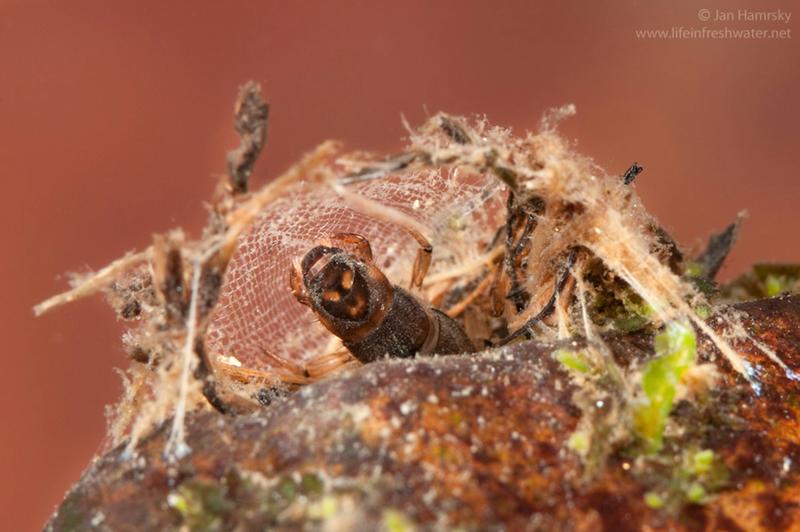 Dans les torrents, des insectes tissent de minuscules filets de pêche qui inspirent de nouveaux matériaux Dans les torrents, des insectes tissent de minuscules filets de pêche qui inspirent de nouveaux matériaux