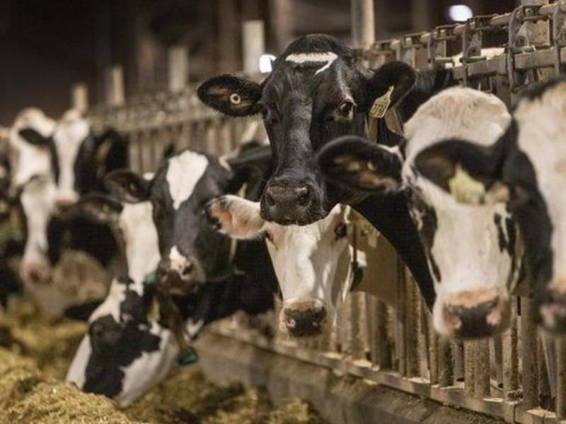 CHARLEBOIS: Why are we paying Canadian dairy farmers who are producing more?