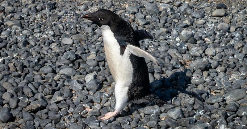 Fun-Loving Penguins: Unlikely Masters of Thievery and Play