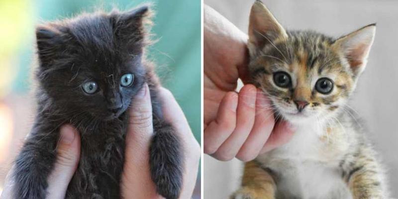 Man's unique gift for naming cats has strangers asking him to name their kittens