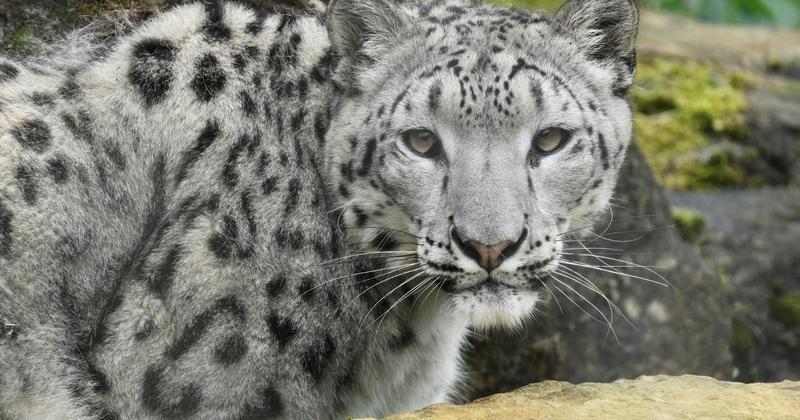 Beloved snow leopard at Norfolk zoo receives eye surgery Beloved snow leopard at Norfolk zoo receives eye surgery