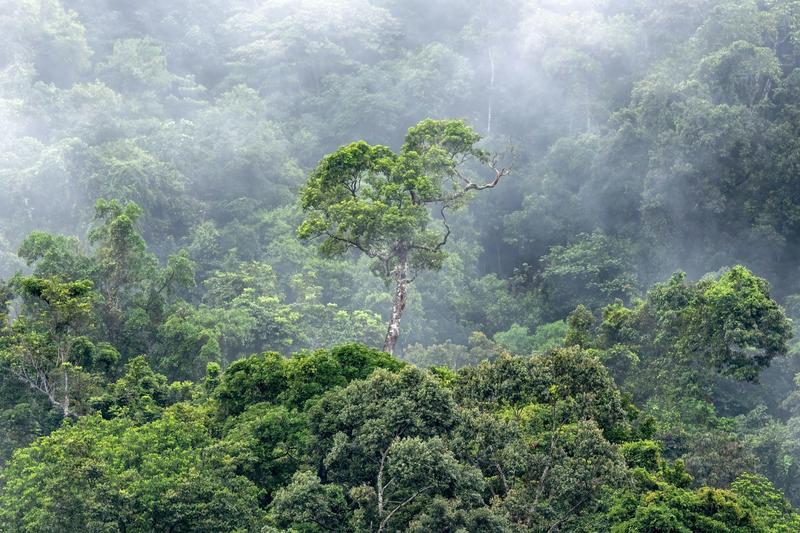Millions of hectares are still being cut down every year. How can we protect global forests?
