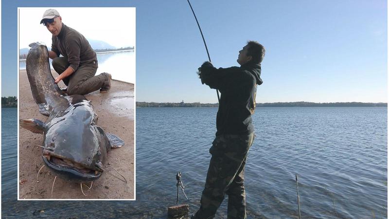 Lago di Pusiano infestato dal pesce siluro: già rimossi 1.300 esemplari