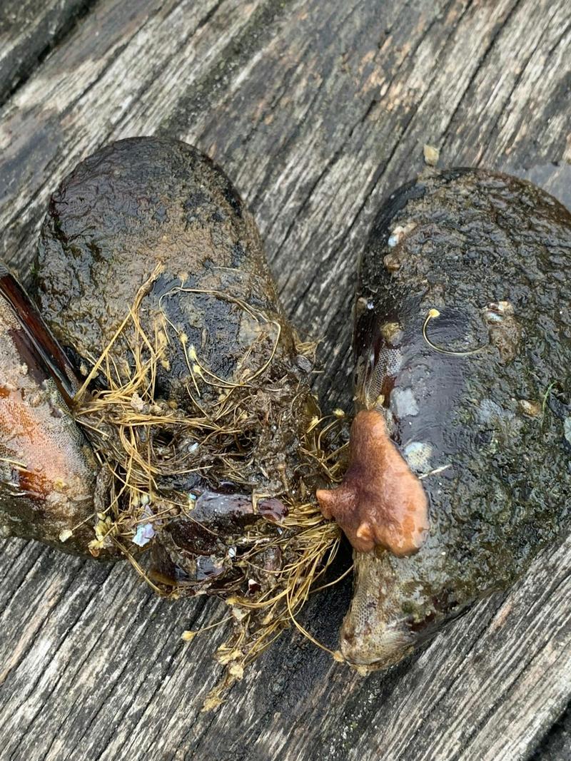 La expansión de un depredador silencioso podría poner fin a los mejillones cantábricos La expansión de un depredador silencioso podría poner fin a los mejillones cantábricos
