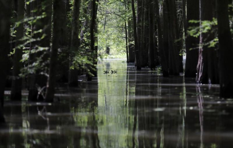 Dear UNESCO: Hands Off Okefenokee Swamp