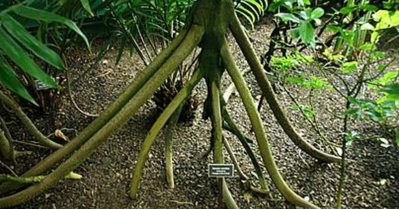 Es la Amazonía, región de mayor productividad y diversidad vegetal del mundo