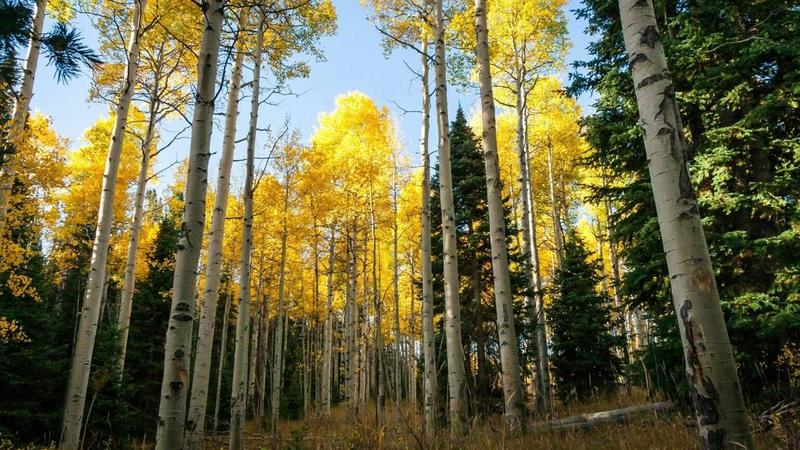 Alces gourmets Alces gourmets